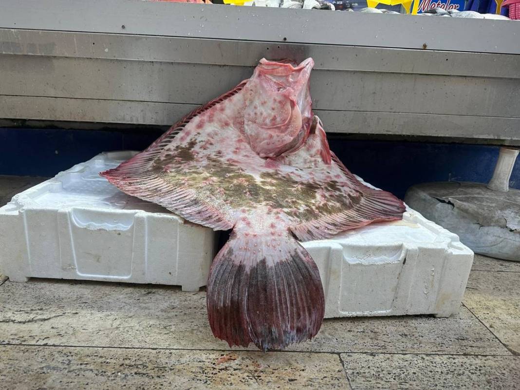 Bu balığa öyle fiyat istediler ki günlerce satılmadı! Tam 11,5 kg ağırlığında, bir aile doyar 3